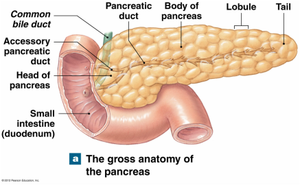 Pancreas - Endocrine - 14-15SY p2